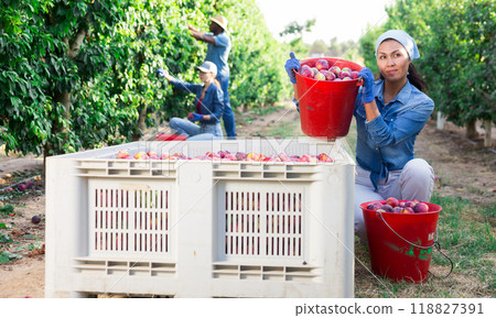 Woman farmer picking plums in fruit garden 118827391