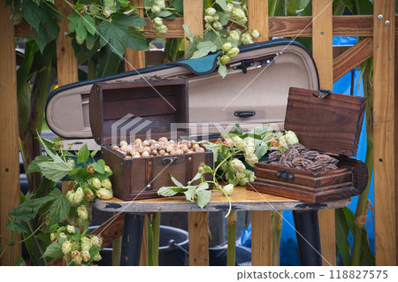Rustic wooden boxes filled with nuts and dried leaves surrounded by hop vines and violin case 118827575