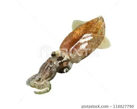 螢火蟲魷魚 1 條(生) 螢火蟲魷魚 1 條(生) 118827790