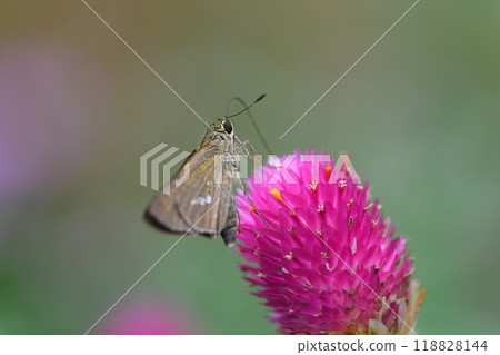 German Skipper, Ofuna Flower Center 118828144