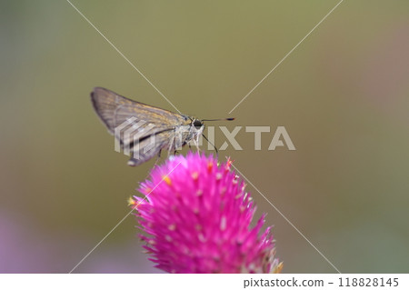 German Skipper, Ofuna Flower Center 118828145