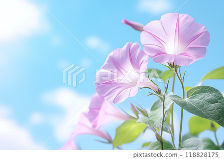 粉紅色的牽牛花在藍天的襯托下閃閃發光 118828175