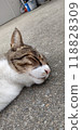 睡在路上 118828309