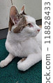 一隻貓 118828433