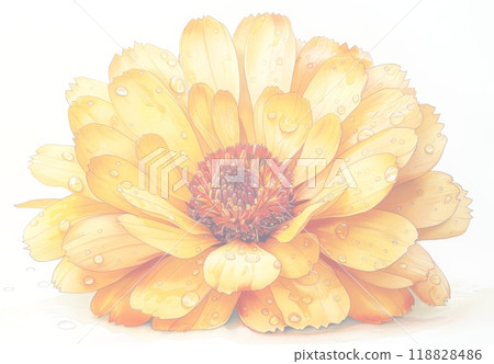 Intricate illustration of calendula flower 118828486