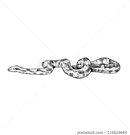 Hand-drawn illustration of boa constrictor snake isolated on white background.  Illustration in retro engraving style. 118828664