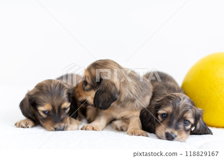 Puppy Kaninhen Dachshund 118829167