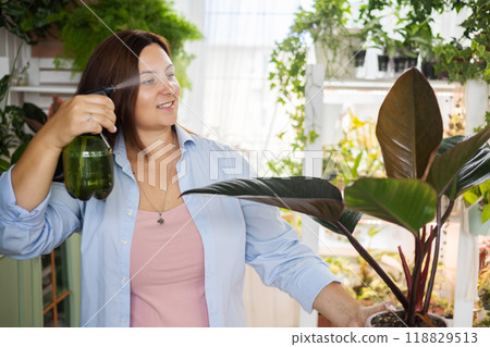 Smiling woman florist gardener sprinkling watering philodendron at indoor home garden closeup Smiling woman florist gardener sprinkling watering philodendron at indoor home garden closeup 118829513