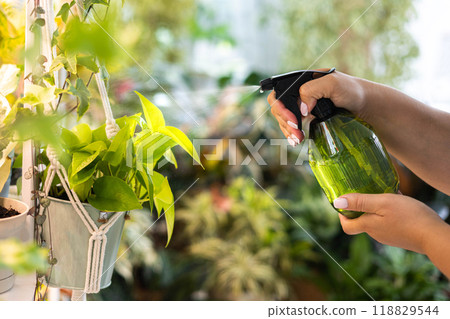 Home indoor garden hobby many potted plant placing on wooden shelves with light illumination 118829544