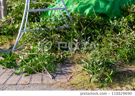 Caring for trees in the park Caring for trees in the park 118829690