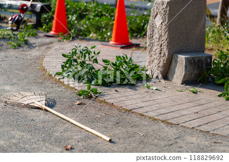Caring for trees in the park 118829692