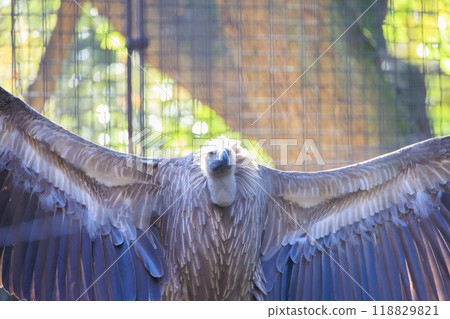 Vulture spreading its wings 118829821