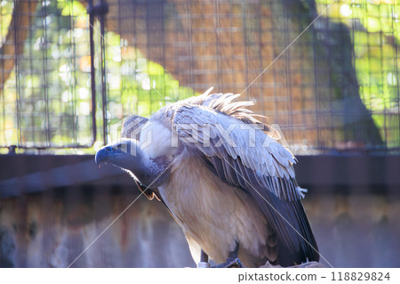 White-fronted Vulture at the Zoo 118829824