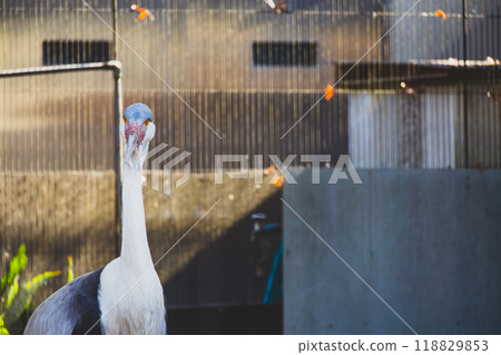 動物園裡的白冠鶴 118829853