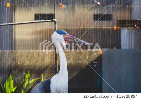動物園裡的白冠鶴 動物園裡的白冠鶴 118829854
