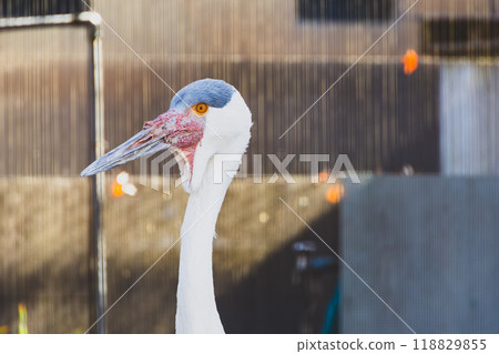 動物園裡的白冠鶴 動物園裡的白冠鶴 118829855