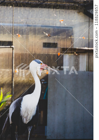 動物園裡的白冠鶴 118829857