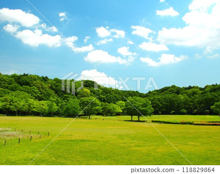 初夏21世紀森林與廣場景觀與草原與森林 118829864