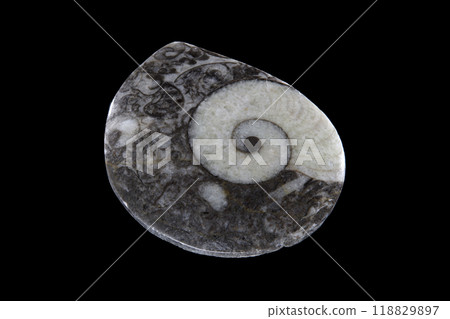 ammonite sea history ammonite sea history 118829897