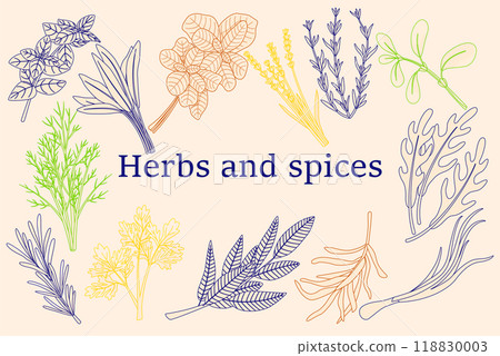 Herbs poster. Natural aroma plant. Organic herbal spice. Parsley and dill. Kitchen cooking. Food product. Arugula and basil. Lavender flower. Aromatic seasoning. Vector condiment frame 118830003