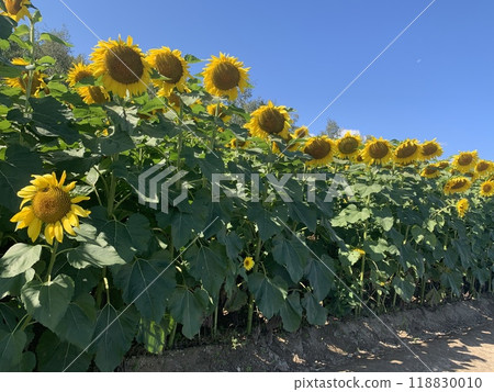 Sunflowering向日葵 118830010