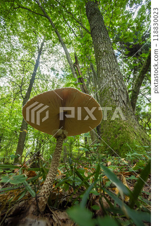 Parasol mushroom - macrolepiota procera, growing on forest floor Parasol mushroom - macrolepiota procera, growing on forest floor 118830023