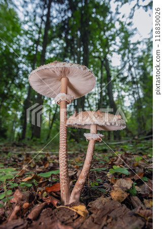 Parasol mushroom - macrolepiota procera, growing on forest floor 118830026