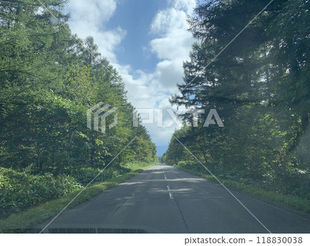 road surrounded by trees road surrounded by trees 118830038