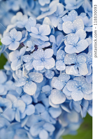  hydrangea 118830093