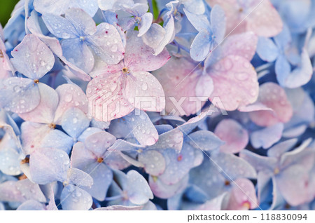  hydrangea 118830094