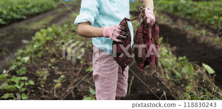 A girl digging sweet potatoes 118830243