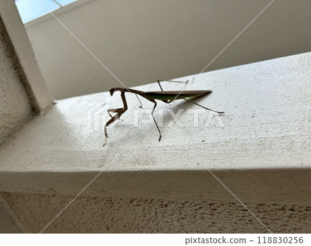 Mantis on the railing Mantis on the railing 118830256