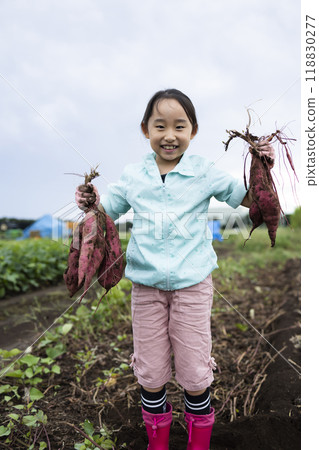 A girl digging sweet potatoes 118830277