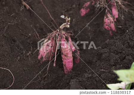 新鮮消化的紅薯 新鮮消化的紅薯 118830317
