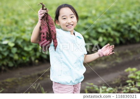 A girl digging sweet potatoes 118830321