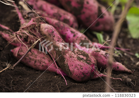 Fresh digested sweet potatoes 118830323