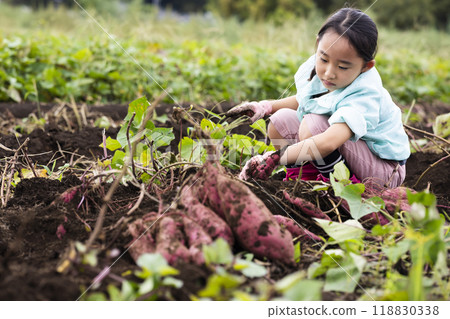 A girl digging sweet potatoes 118830338