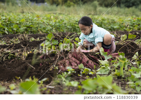 A girl digging sweet potatoes 118830339
