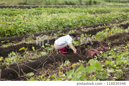 挖地瓜的女孩 118830346