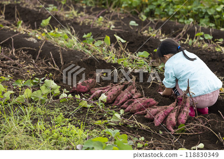 A girl digging sweet potatoes A girl digging sweet potatoes 118830349