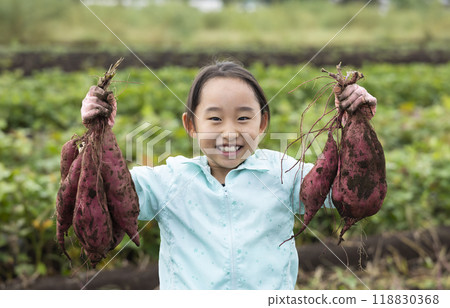 A girl digging sweet potatoes 118830368