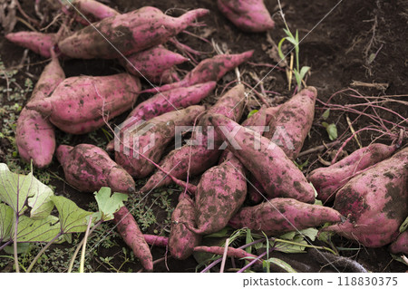 Fresh digested sweet potatoes 118830375