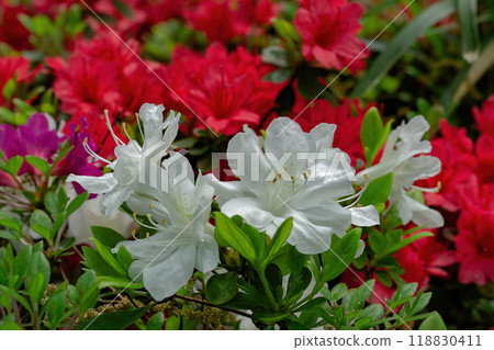 紅杜鵑花和白杜鵑花 118830411