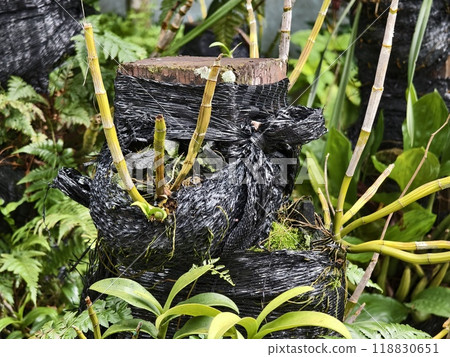 Lush greenery surrounding a unique stump in a beautiful landscape 118830651