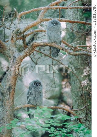 A grey owl perched on a dead tree A grey owl perched on a dead tree 118830796