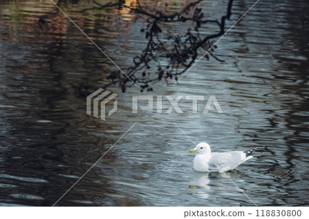 Seagulls swimming on a quiet lake Seagulls swimming on a quiet lake 118830800