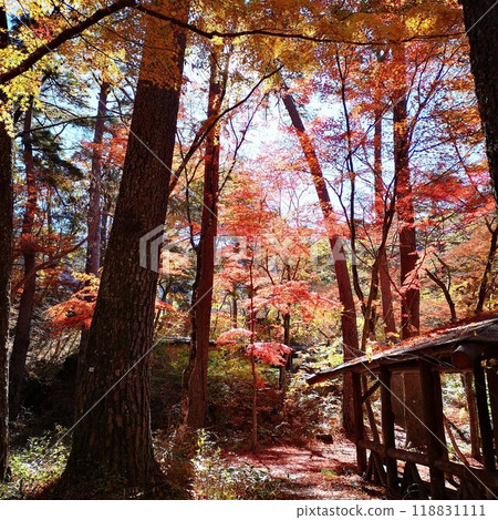 Shosenkyo Autumn leaves Autumn scenery 118831111
