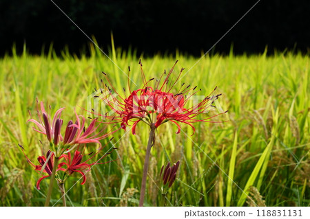 準備收成的稻穗和旁邊盛開的孤挺花 118831131