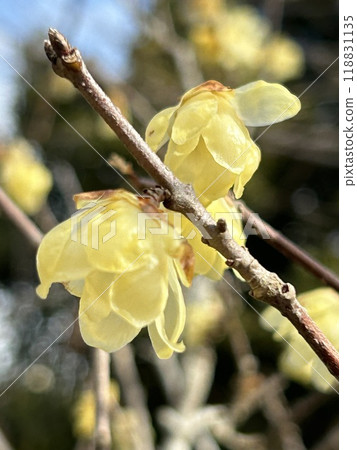 紅寶石花告訴春天 紅寶石花告訴春天 118831135