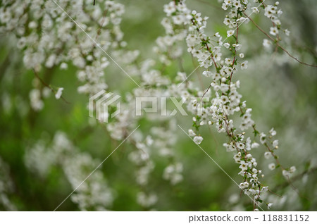 Yukiyanagi (Yukiyanagi) 118831152